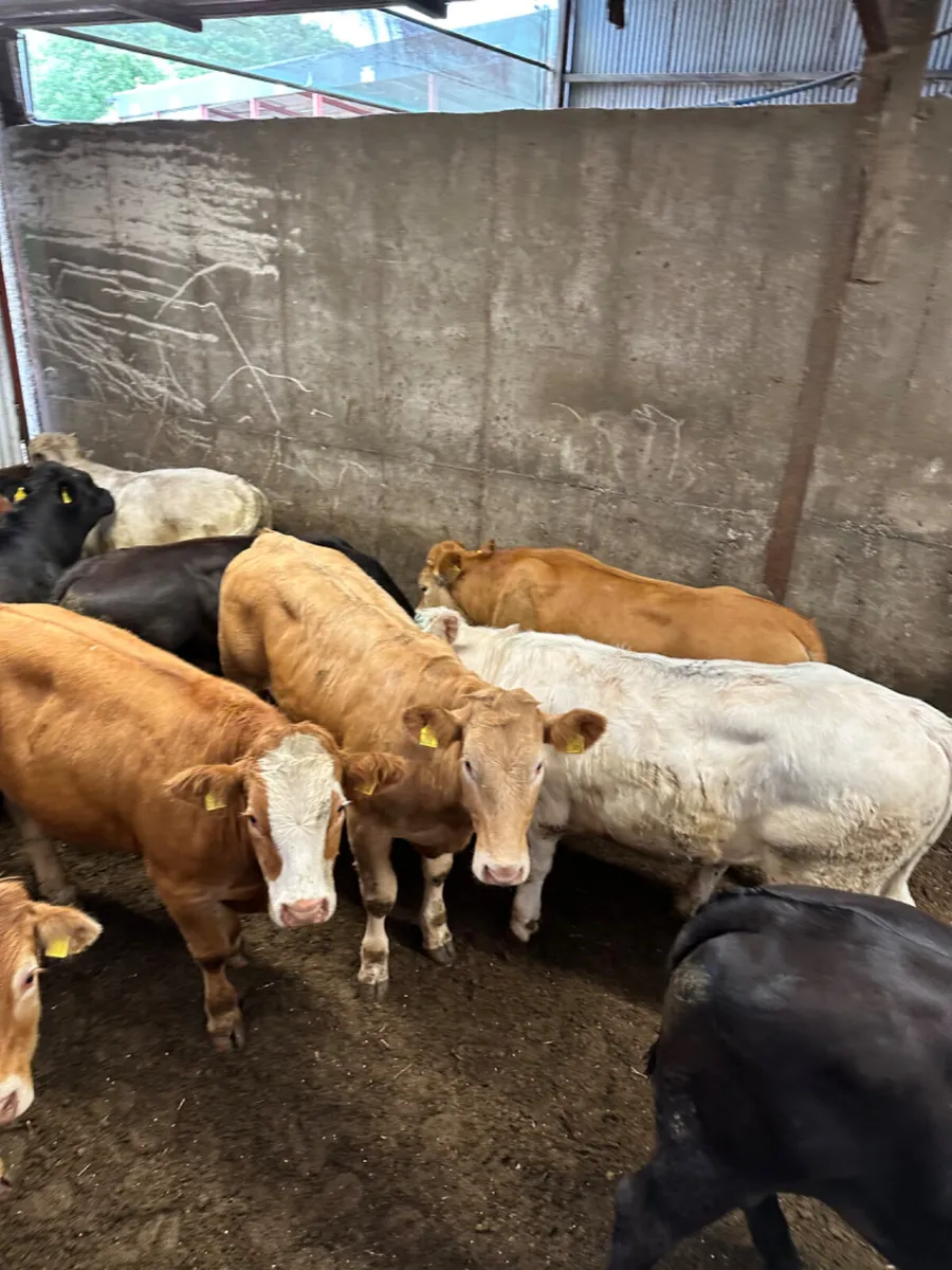 Lim Charolais and Simmental bullocks - Image 4