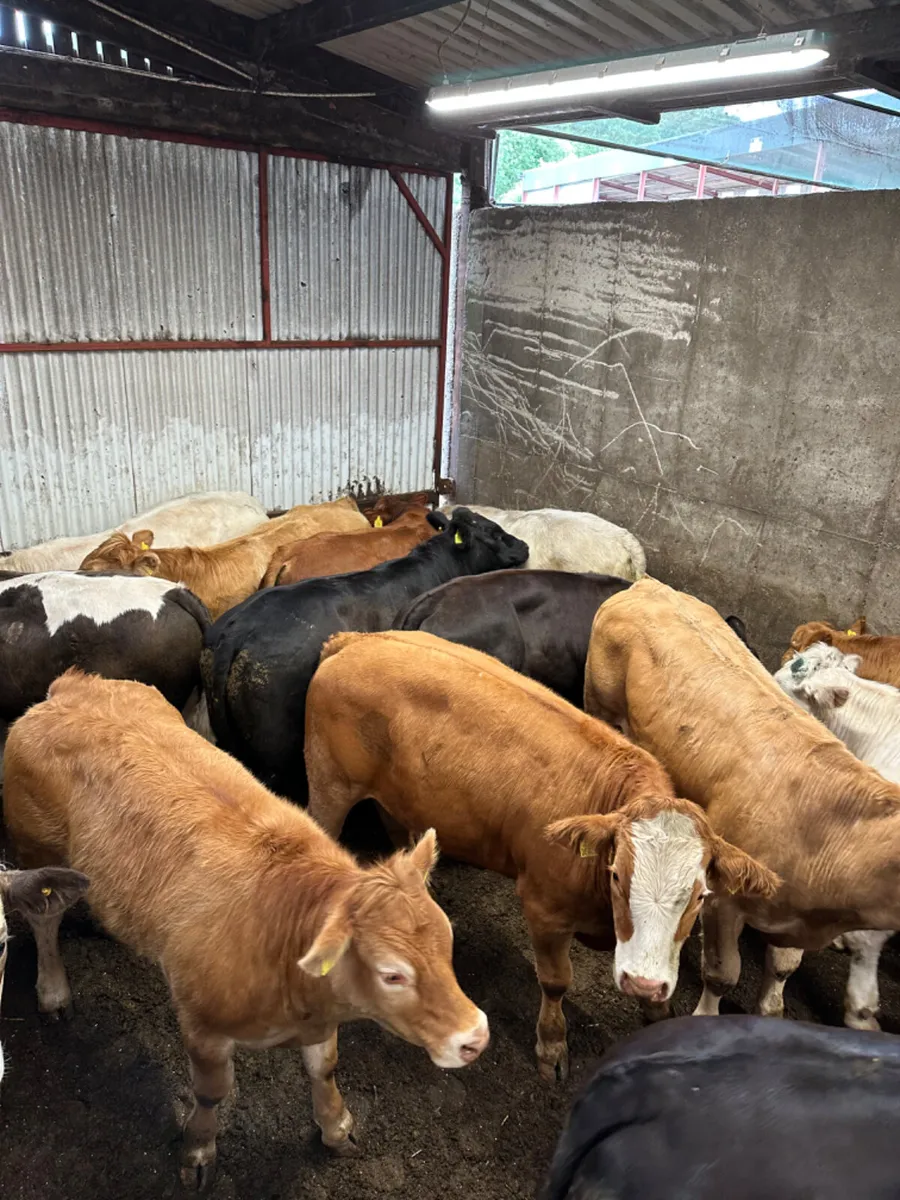 Lim Charolais and Simmental bullocks - Image 2