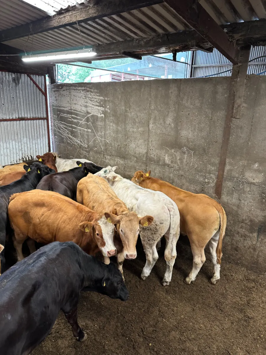 Lim Charolais and Simmental bullocks - Image 3