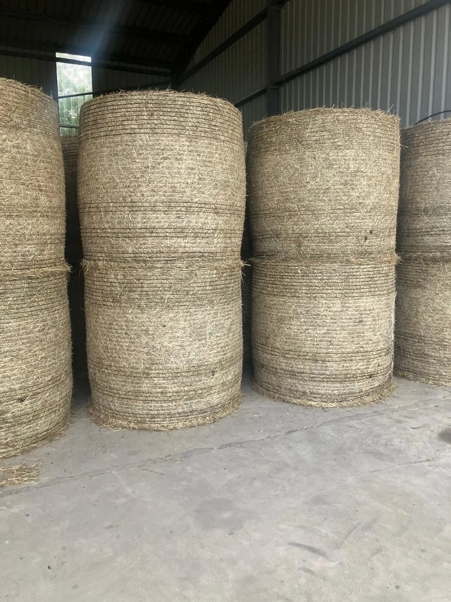 Hay - Image 2