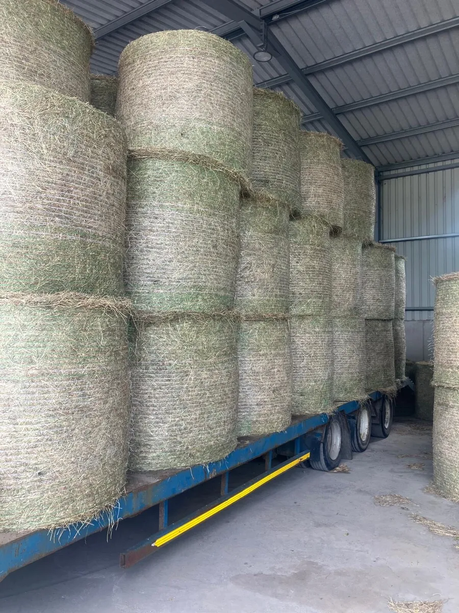 Hay - Image 3