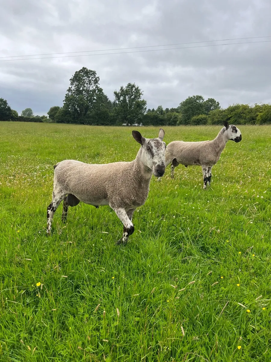Blue Leicester Ram - Image 4