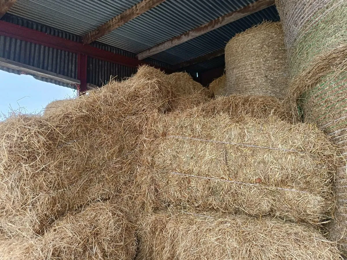 Hay - Image 1