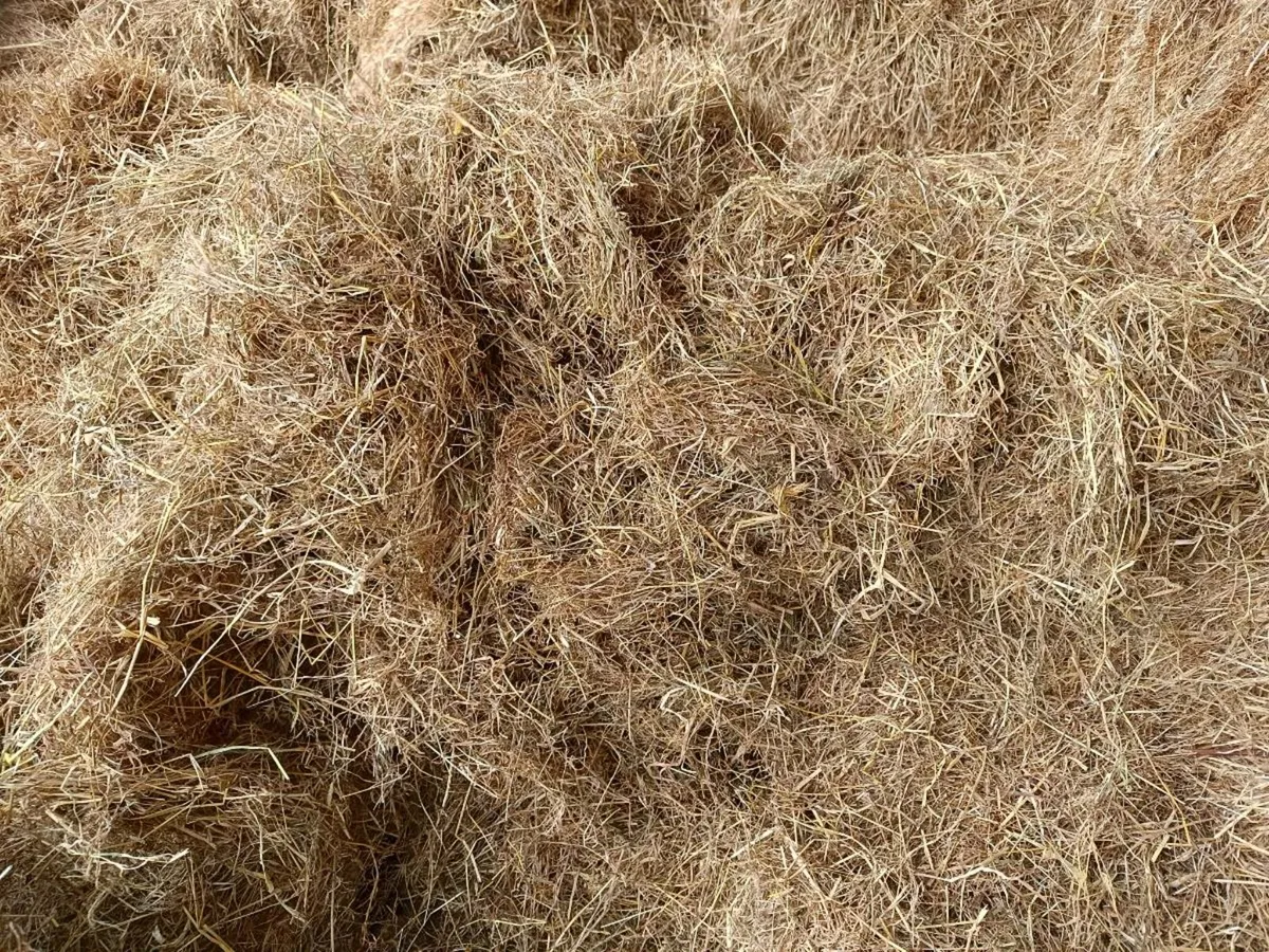 Hay - Image 2