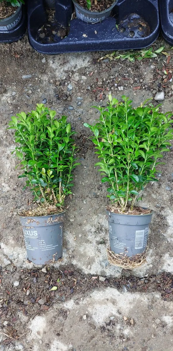 Box Hedging - Image 3
