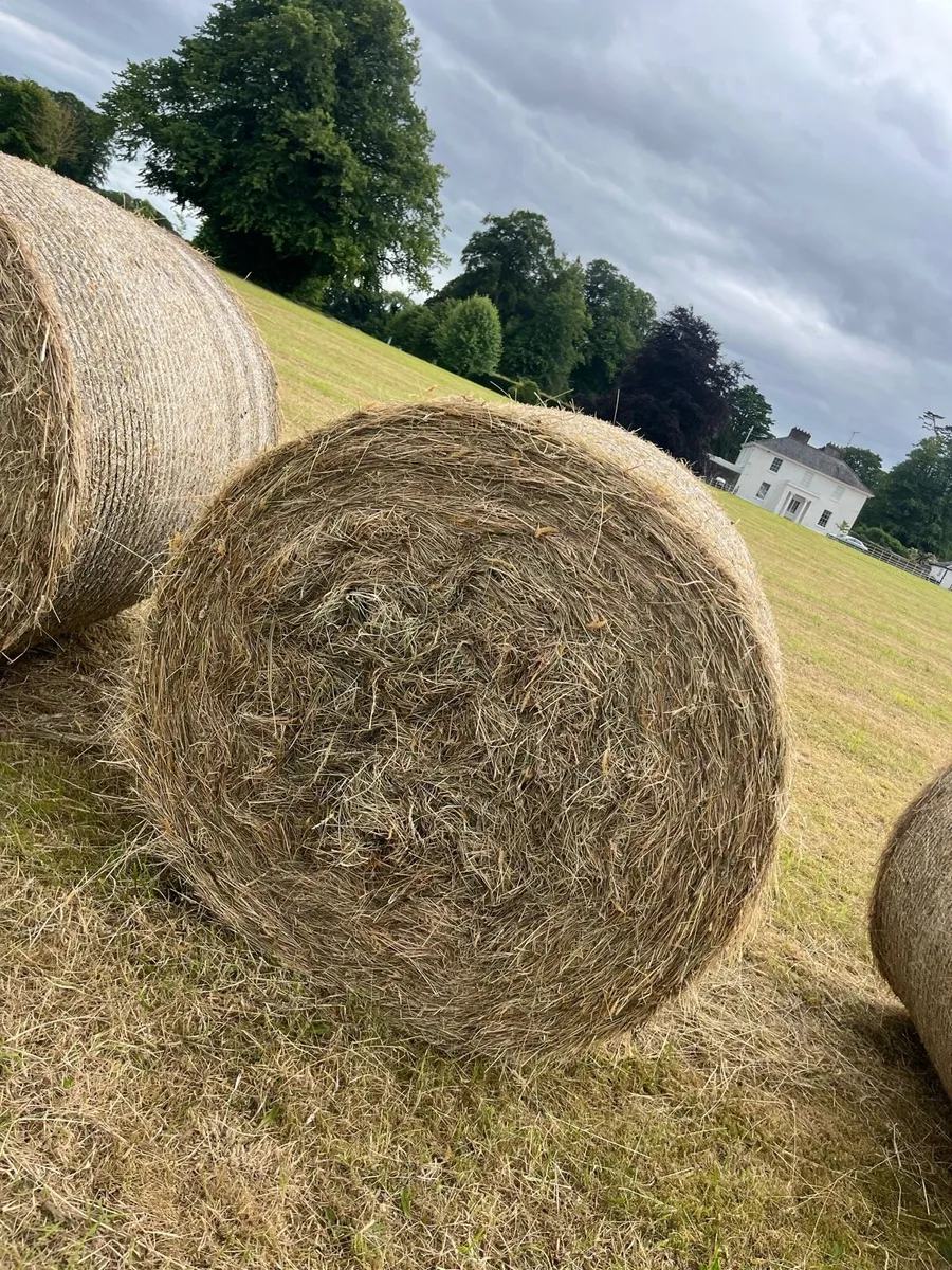 Hay - Image 1