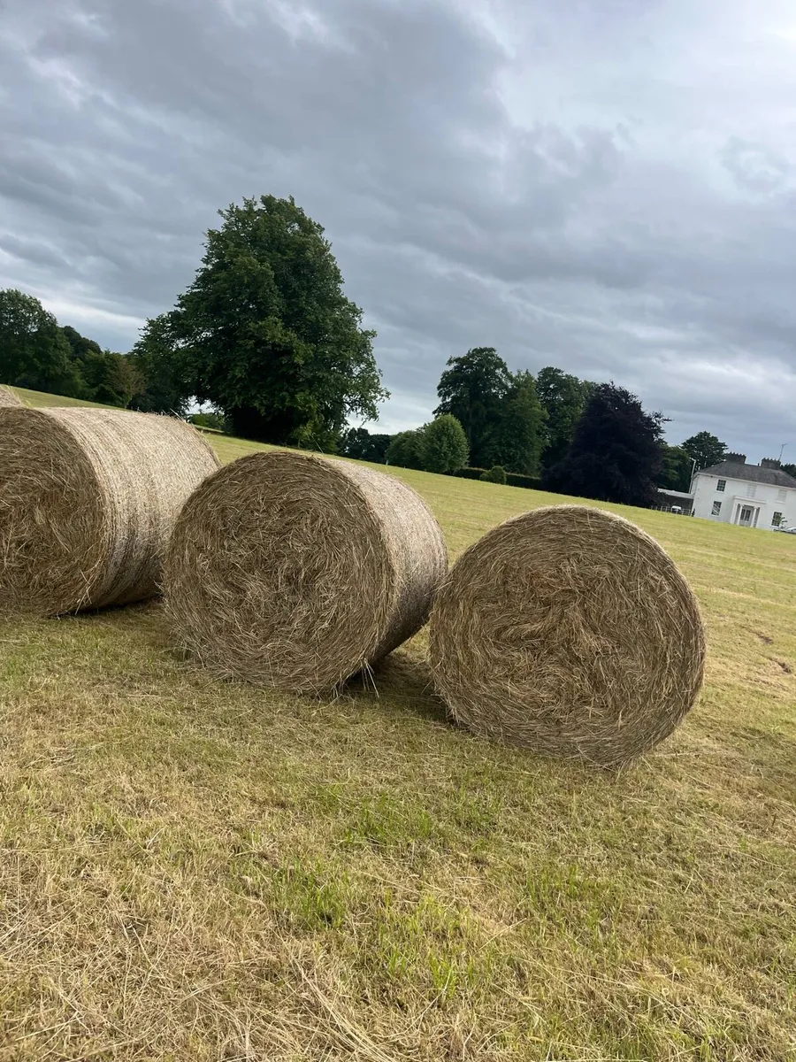 Hay - Image 2