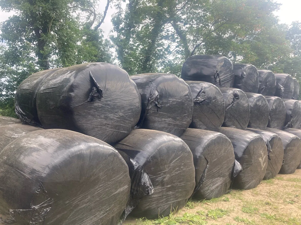 Good Quality Haylage Double-Wrapped - Image 3