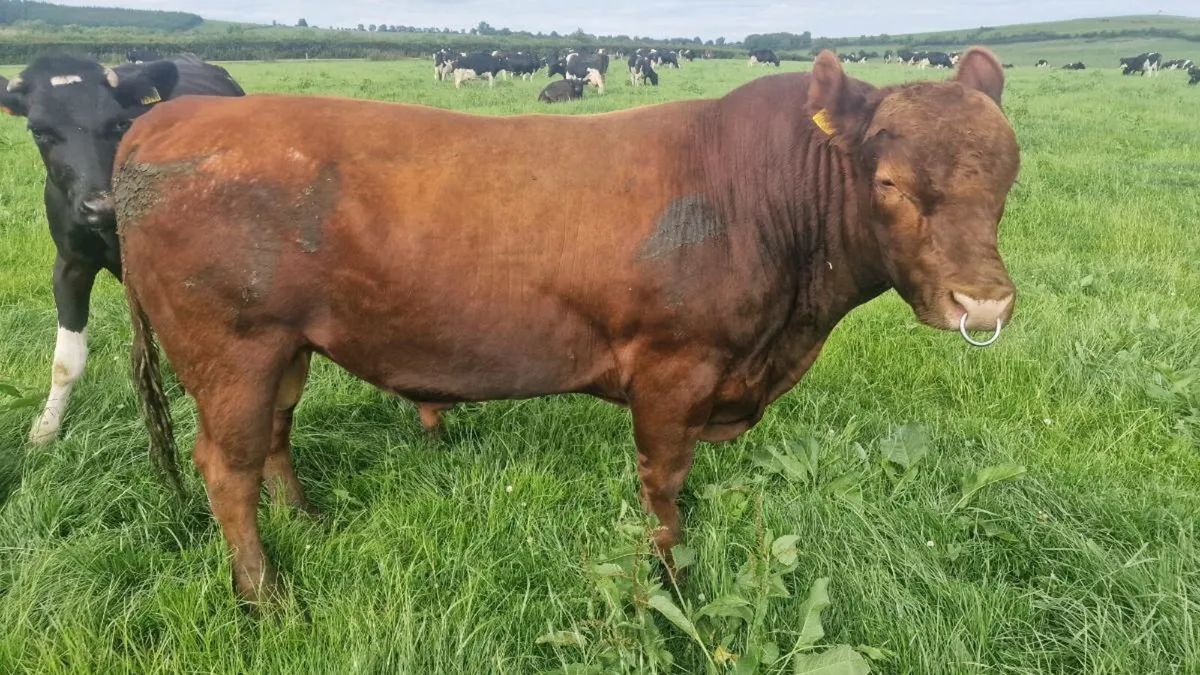 Angus Bull - Image 1