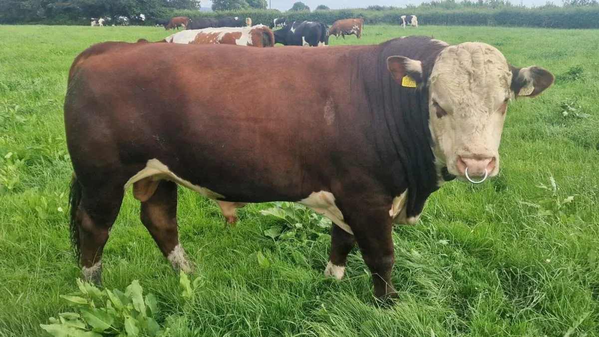 Angus Bull - Image 2