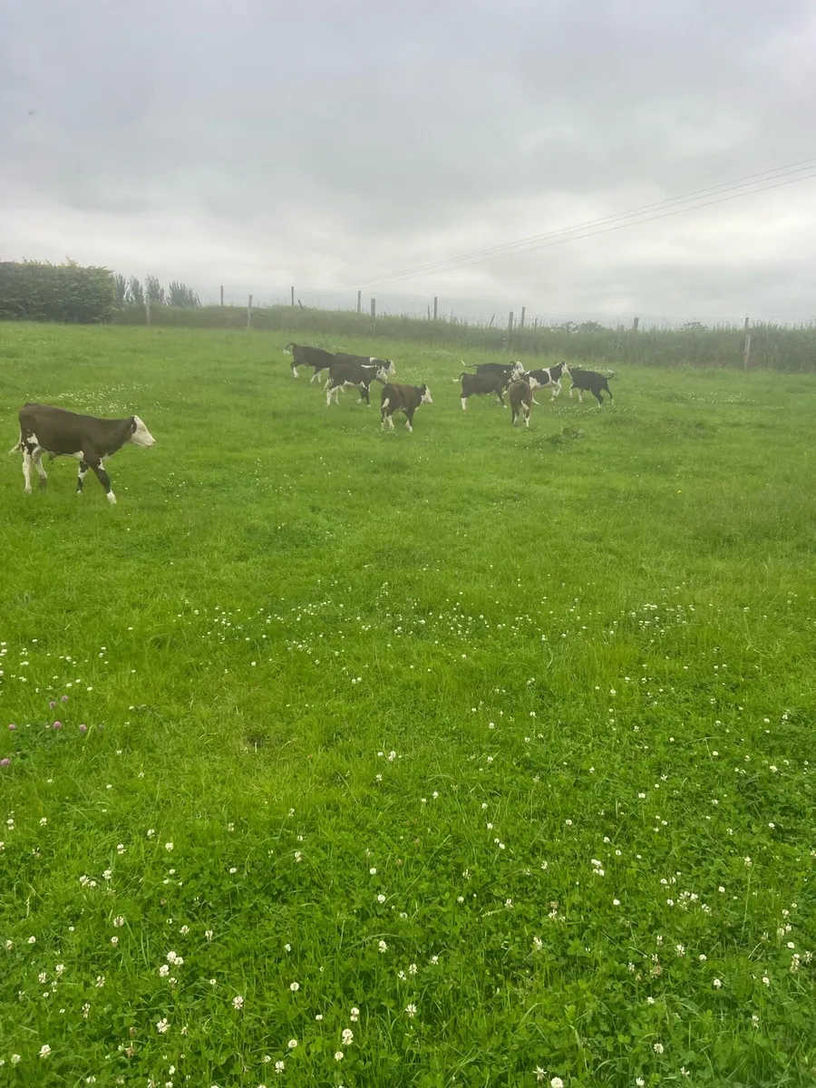 Mad for grass - Image 1