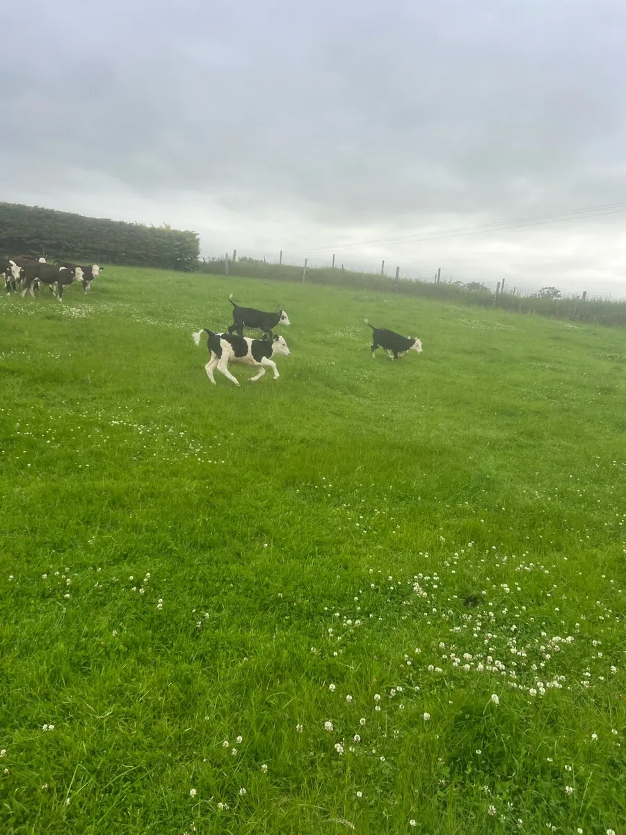 Mad for grass - Image 2