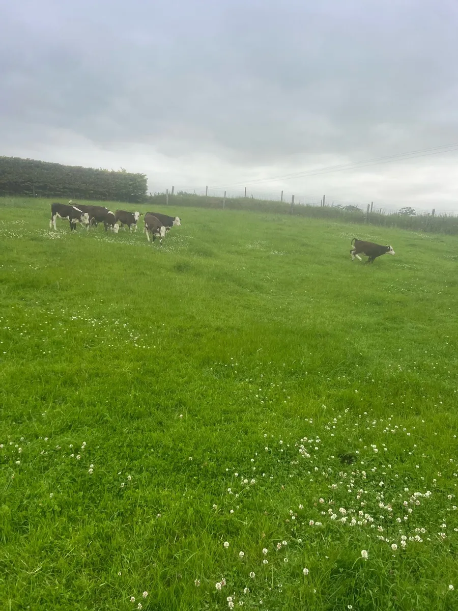 Mad for grass - Image 4