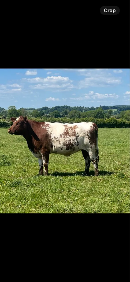 PBNR Shorthorn Heifer - Image 1