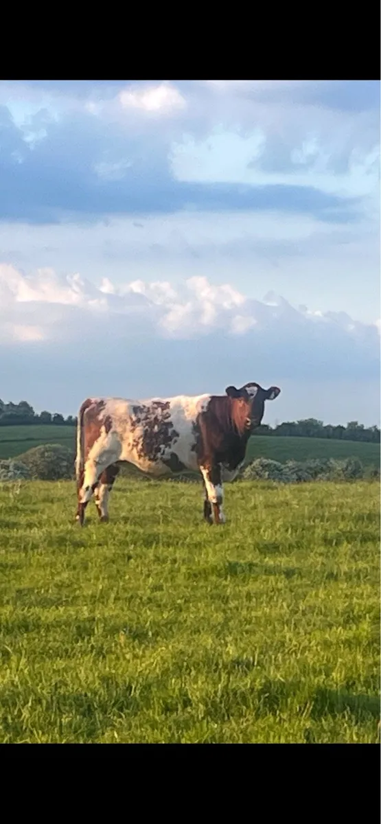 PBNR Shorthorn Heifer - Image 2