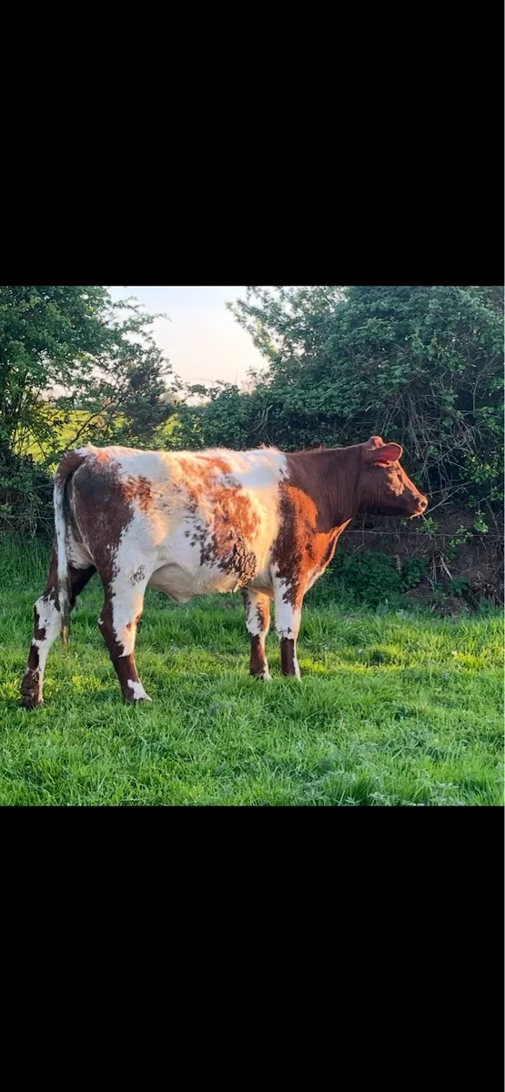 PBNR Shorthorn Heifer - Image 3