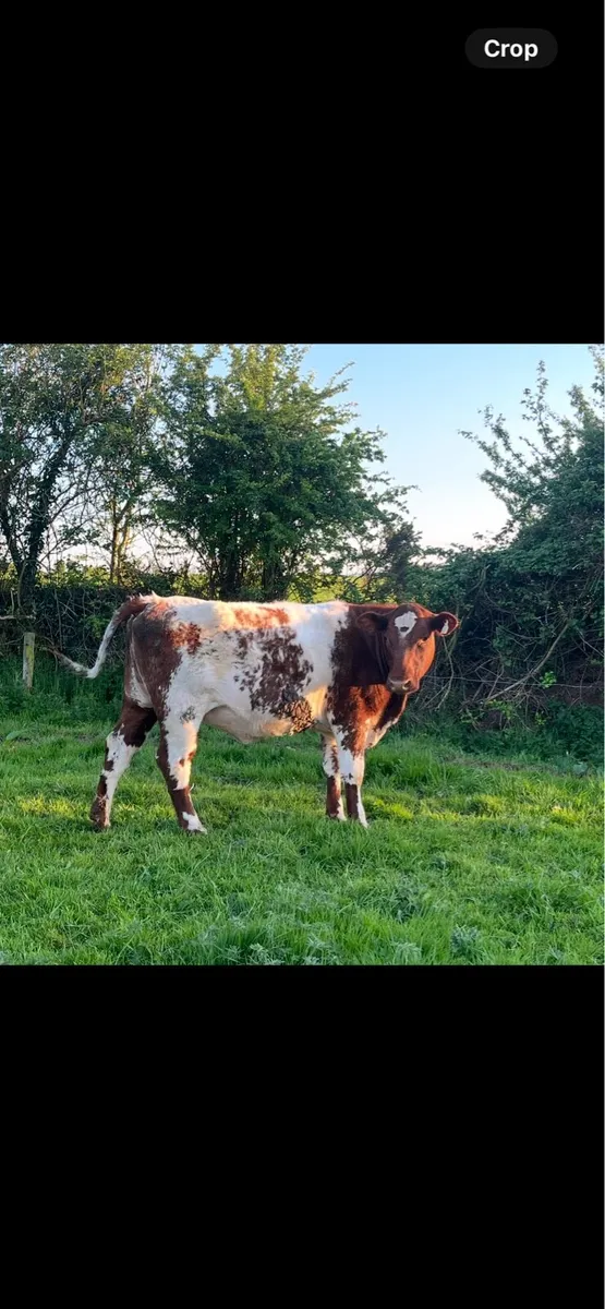 PBNR Shorthorn Heifer - Image 4