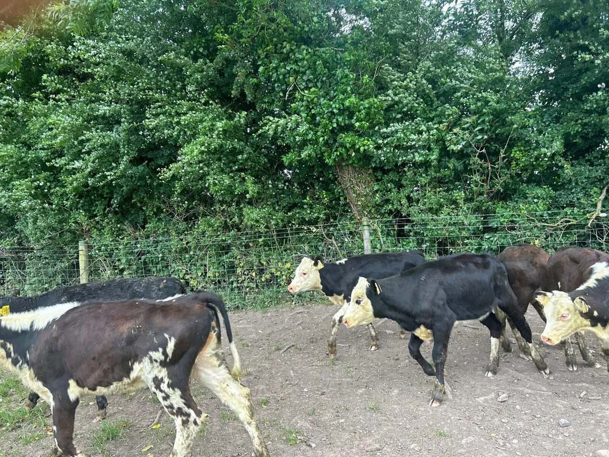 12 super Hereford weanling heifers - Image 1