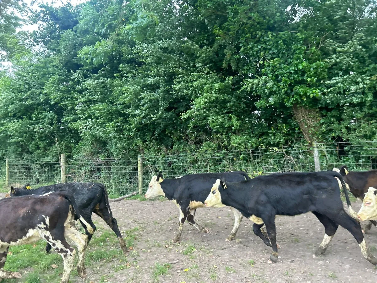 12 super Hereford weanling heifers - Image 2