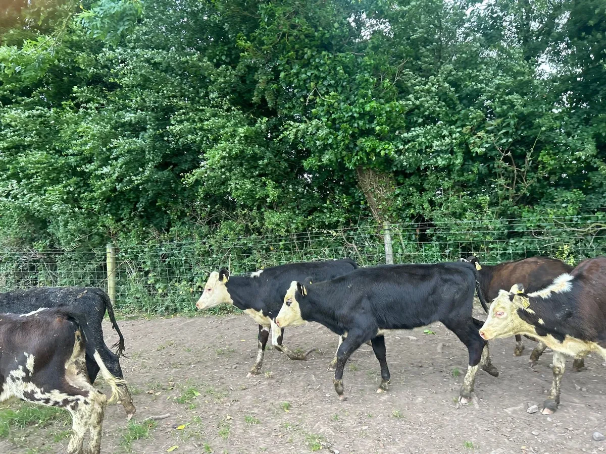 12 super Hereford weanling heifers - Image 3