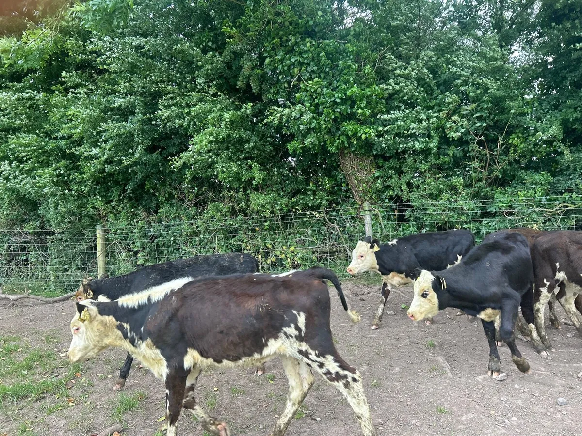 12 super Hereford weanling heifers - Image 4