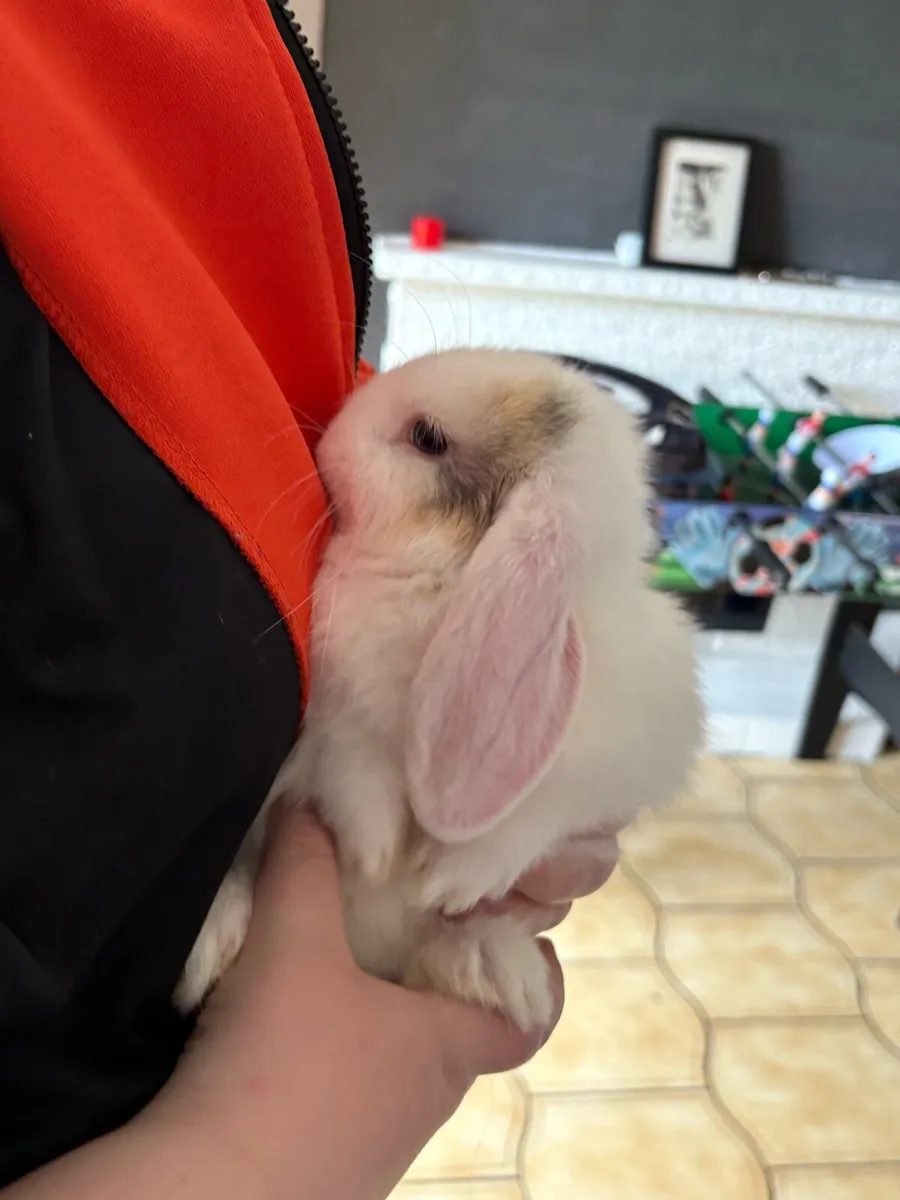 Lop eared rabbit - Image 2