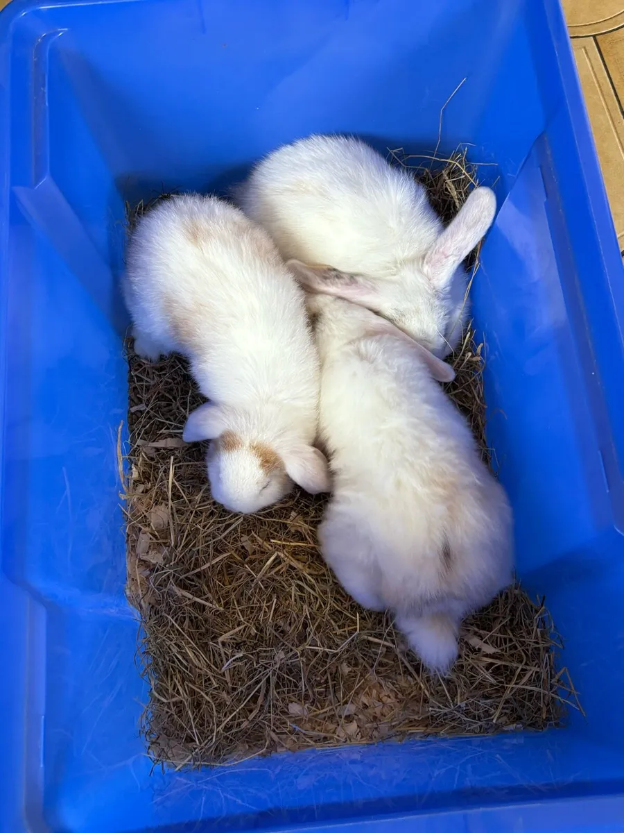 Lop eared rabbit - Image 1