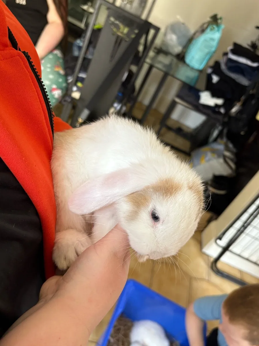 Lop eared rabbit - Image 3