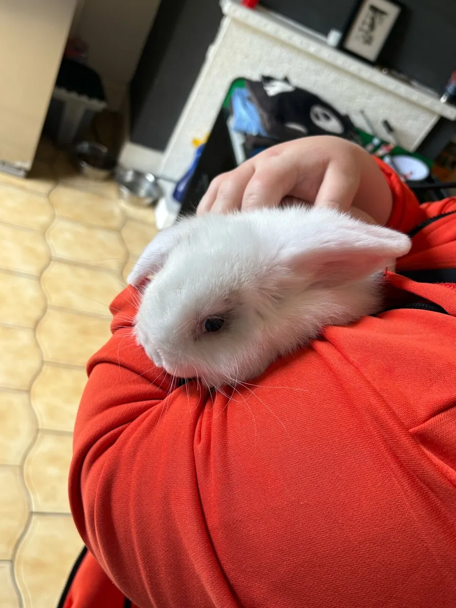 Lop eared rabbit - Image 4