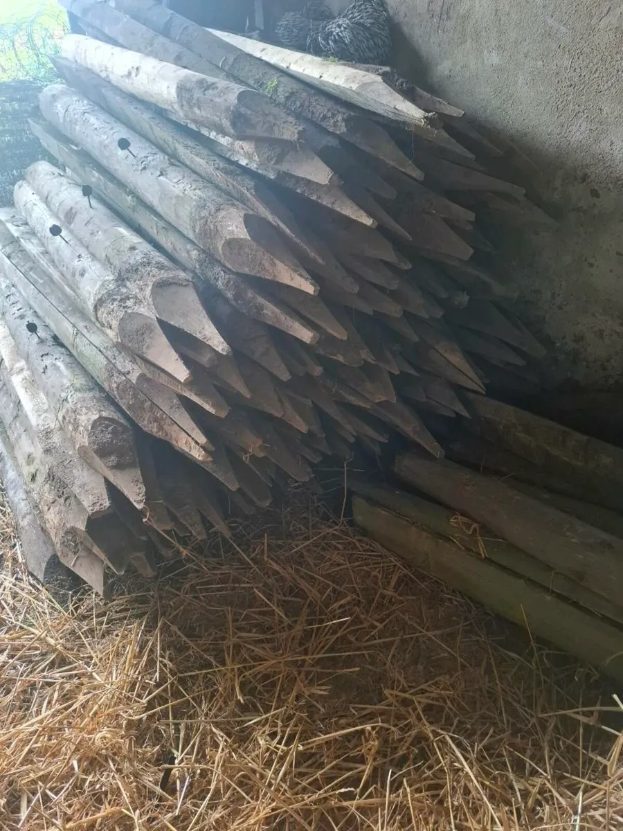 Stakes - Image 2