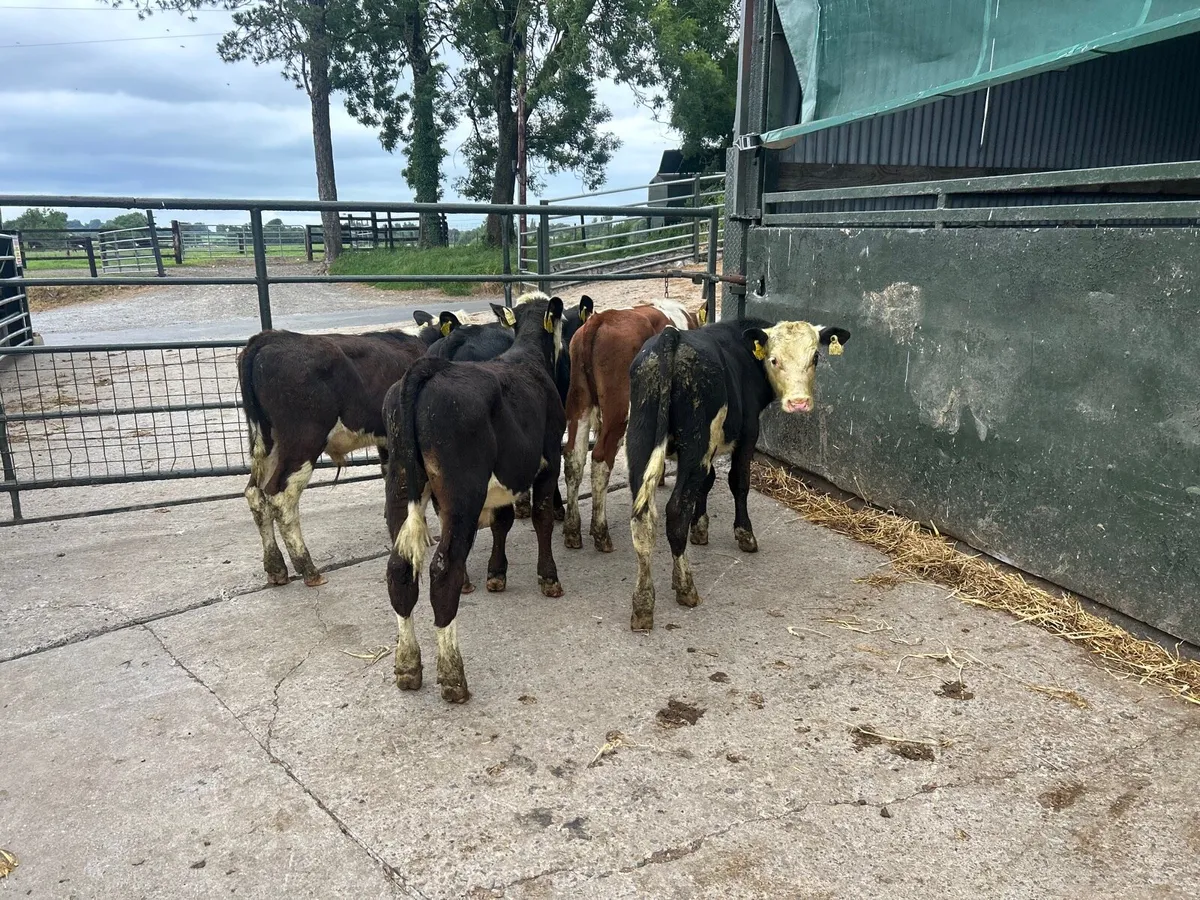 5 super  Hereford bull  weanlings - Image 1