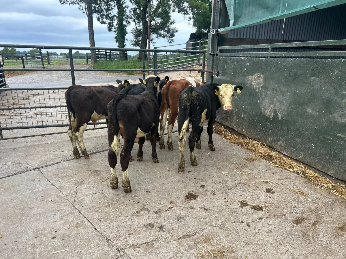 5 super  Hereford bull  weanlings - Image 2