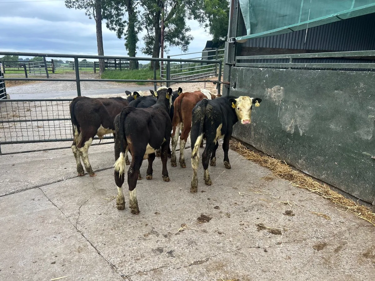 5 super  Hereford bull  weanlings - Image 3