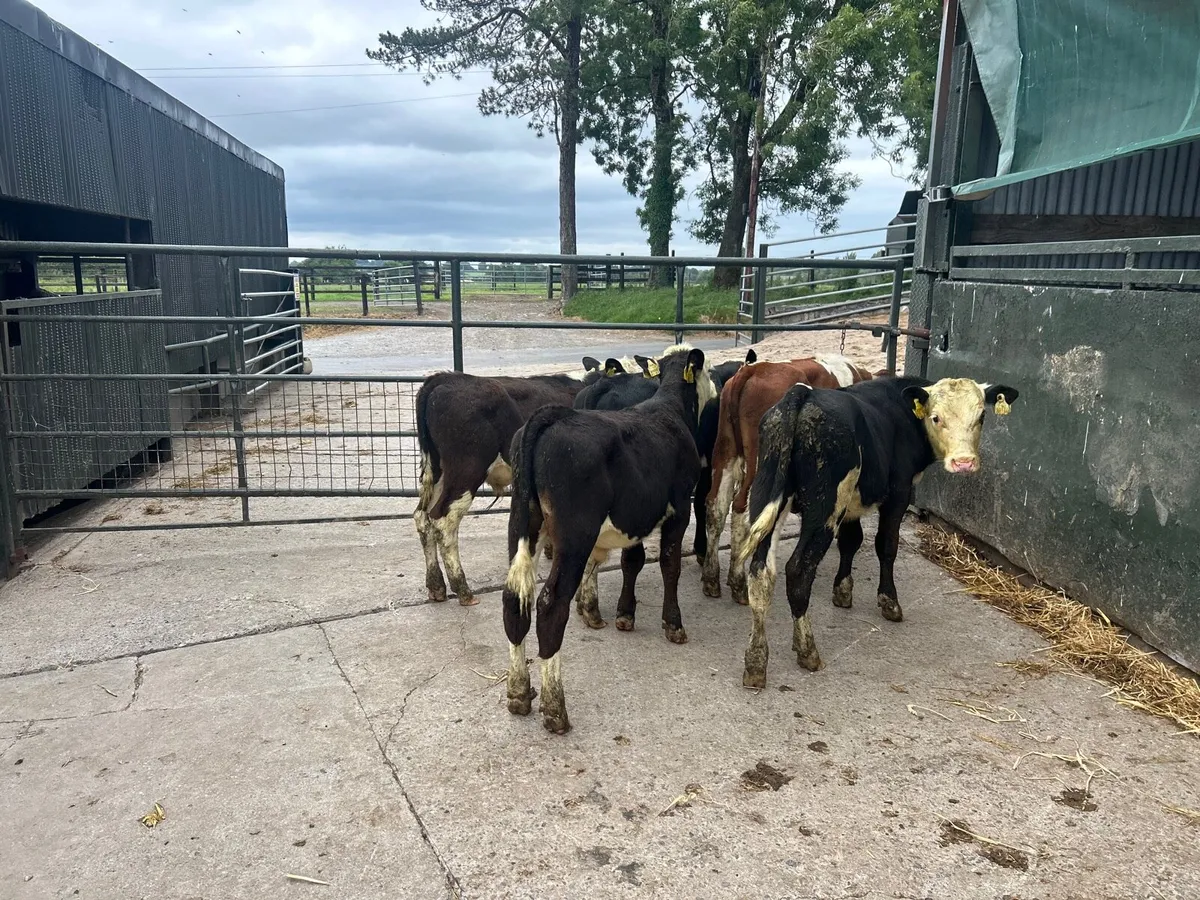 5 super  Hereford bull  weanlings - Image 4