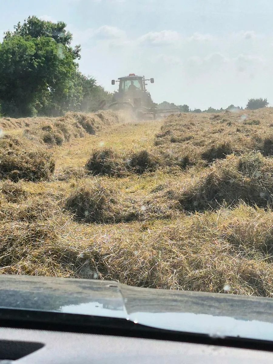 Hay for Sale - Image 2