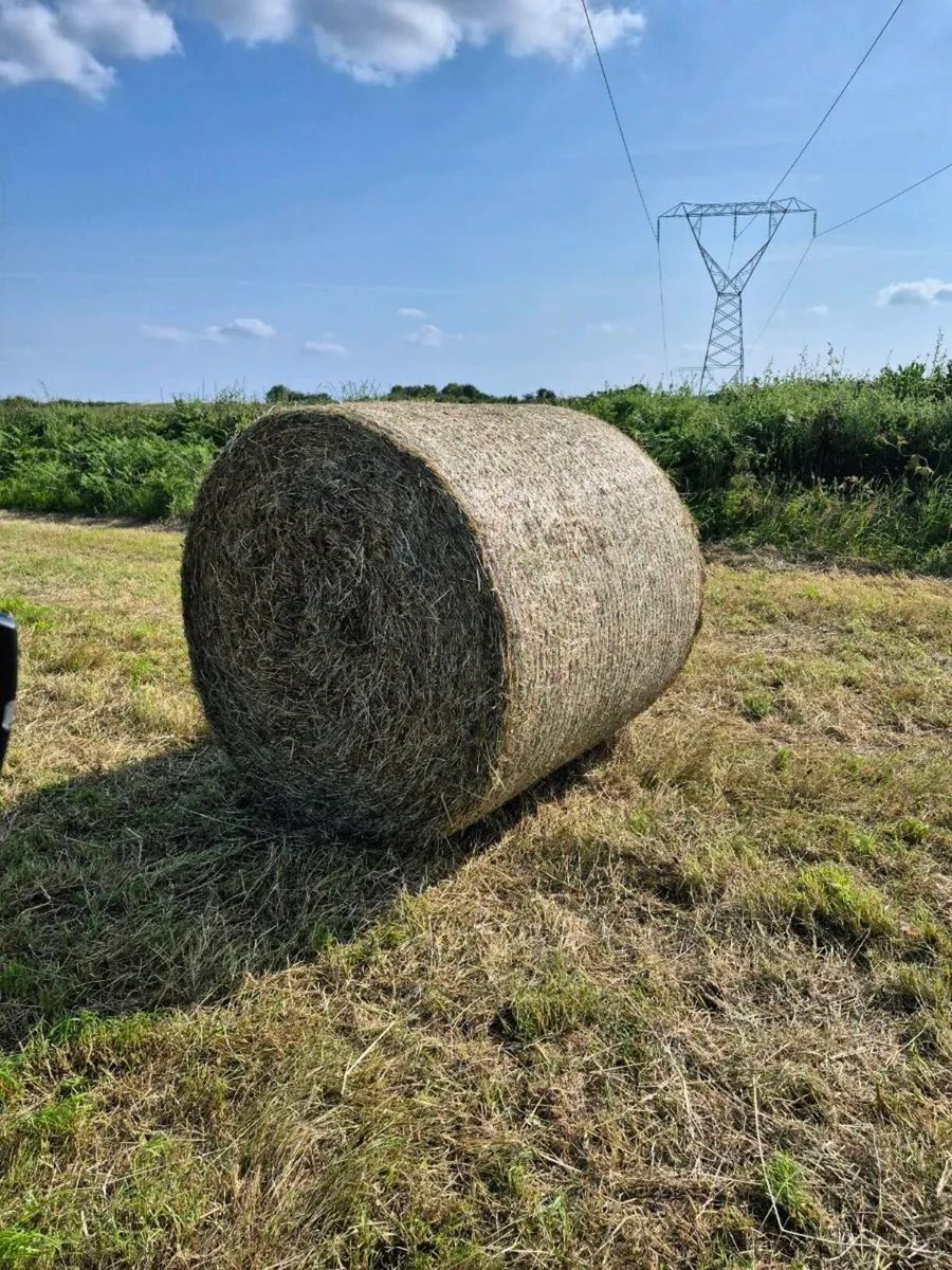 Hay for Sale - Image 3