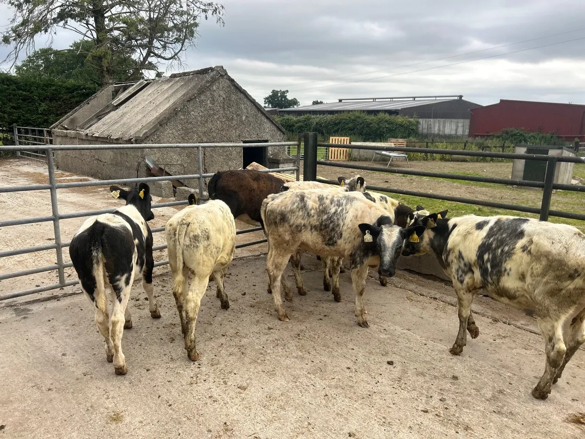 8 super  Belgian  blue heifer weanlings - Image 1