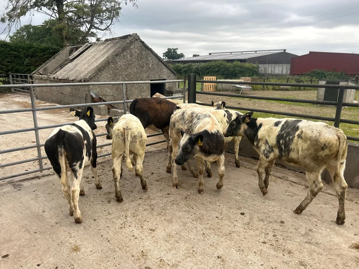 8 super  Belgian  blue heifer weanlings - Image 4