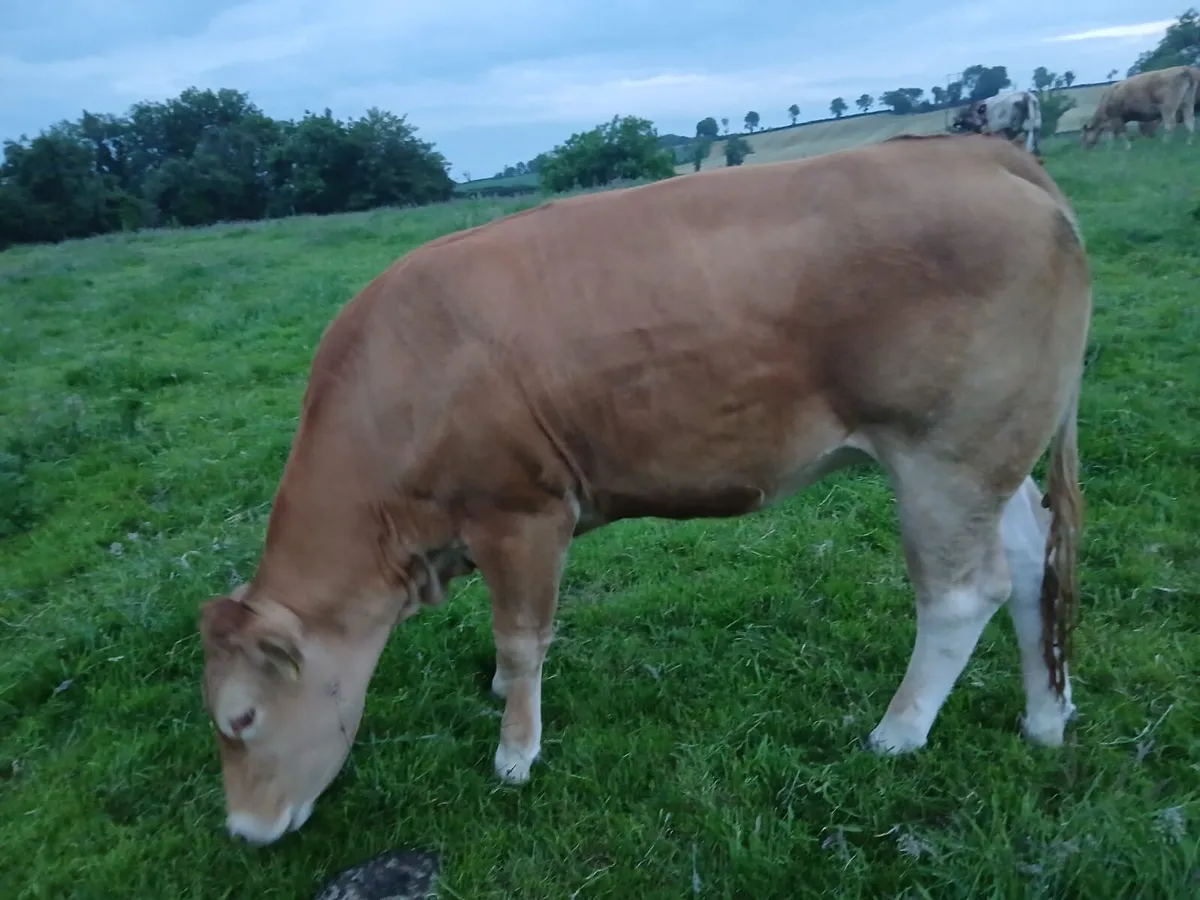 Heifer Calf - Image 1