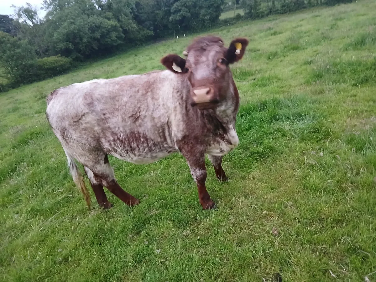Heifer Calf - Image 2