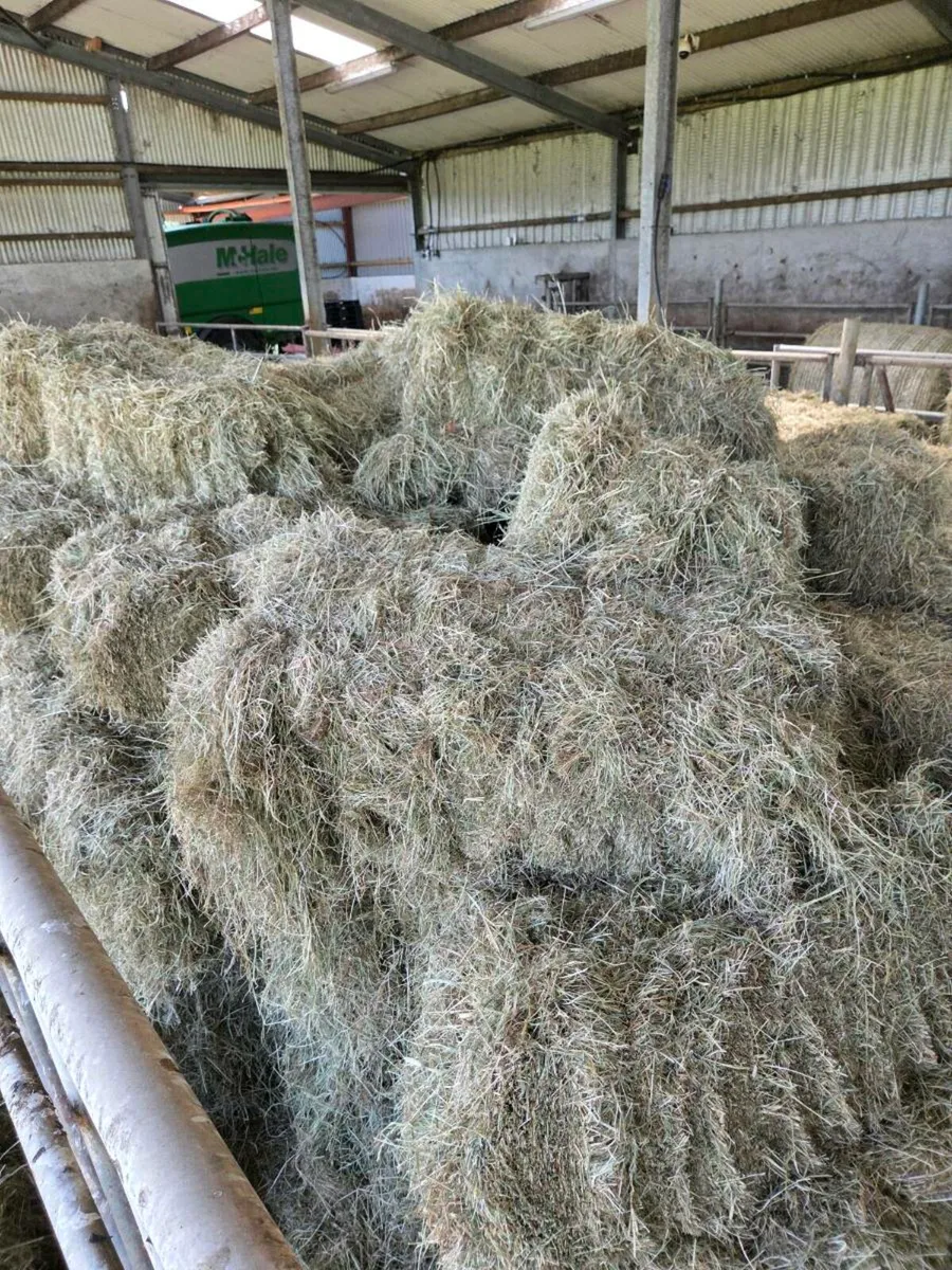 Square bales of hay - Image 1