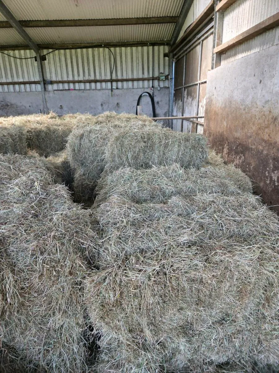 Square bales of hay - Image 2