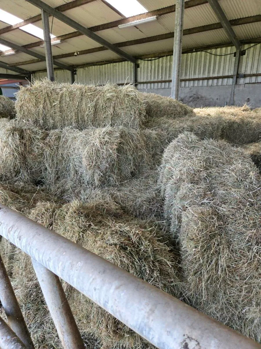 Square bales of hay - Image 3