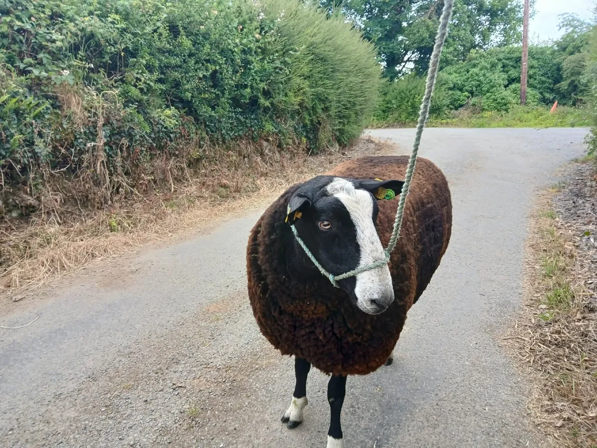 Zwartble Hogget Ram - Image 2