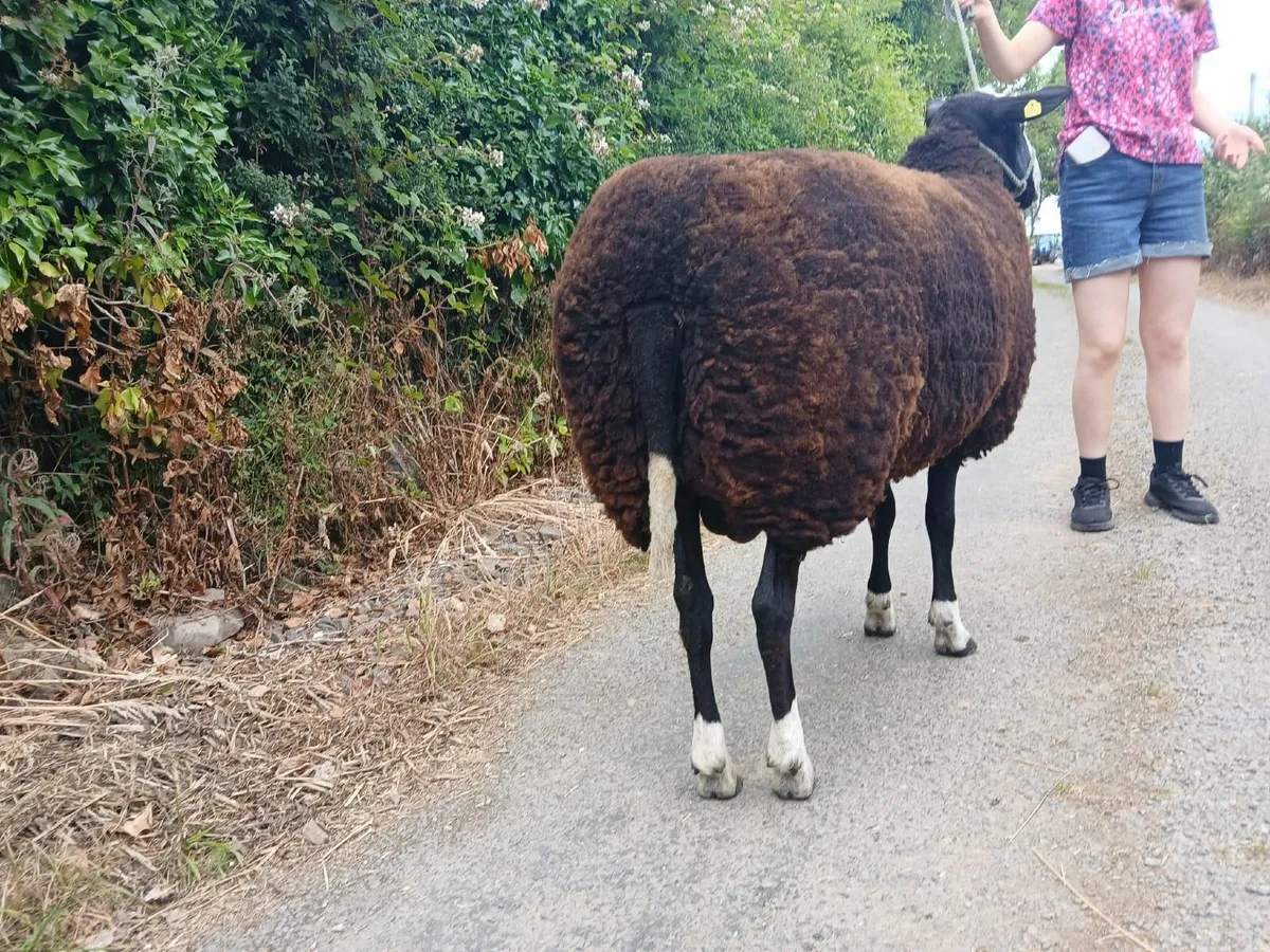 Zwartble Hogget Ram - Image 3