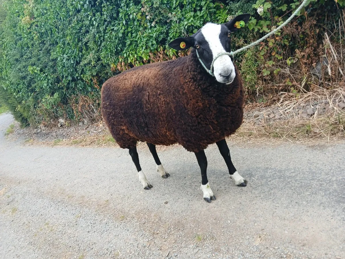 Zwartble Hogget Ram - Image 1
