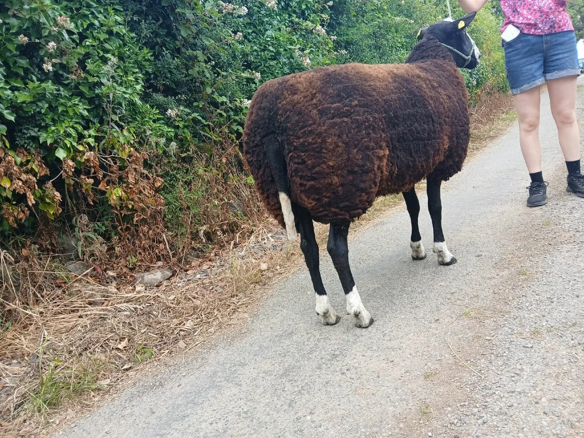 Zwartble Hogget Ram - Image 4