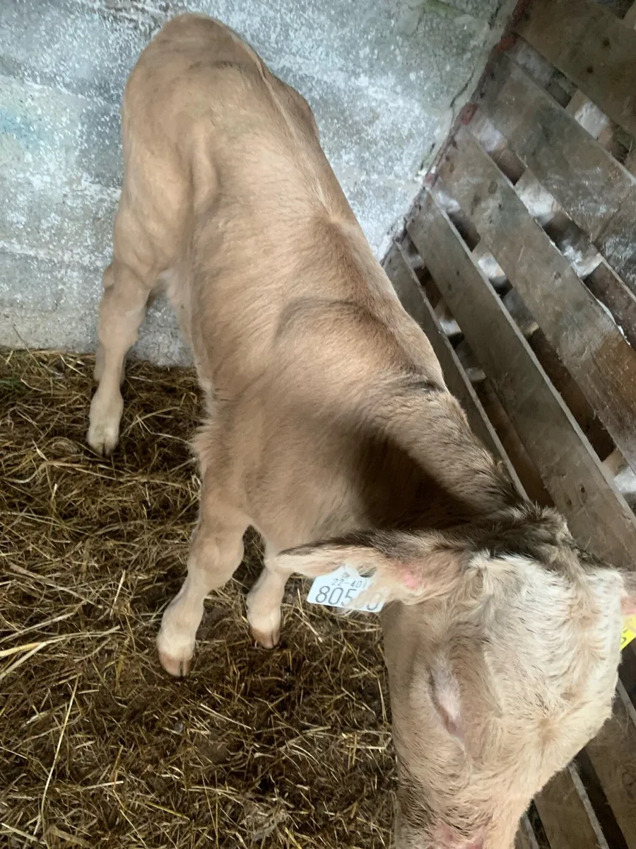 Calf for sale