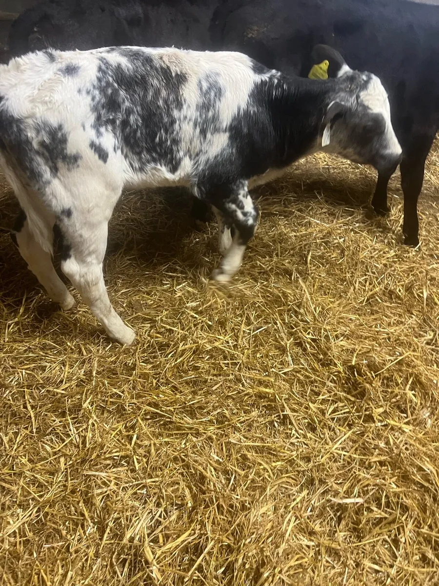 Suck calfs for sale - Image 1