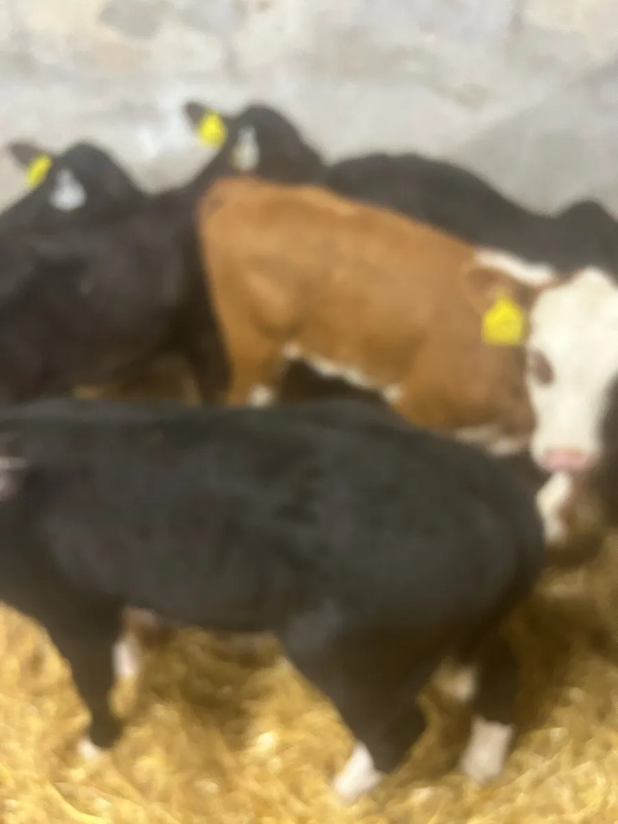 Suck calfs for sale - Image 2